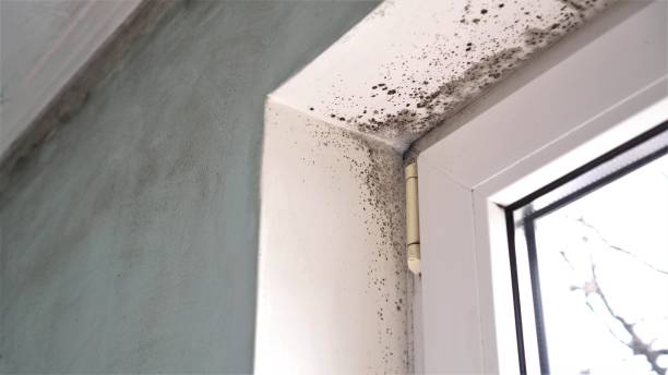 Best Mold Odor Removal Services  in Ramona, CA