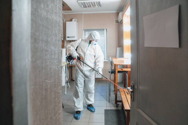 Best Basement Mold Removal  in Ramona, CA