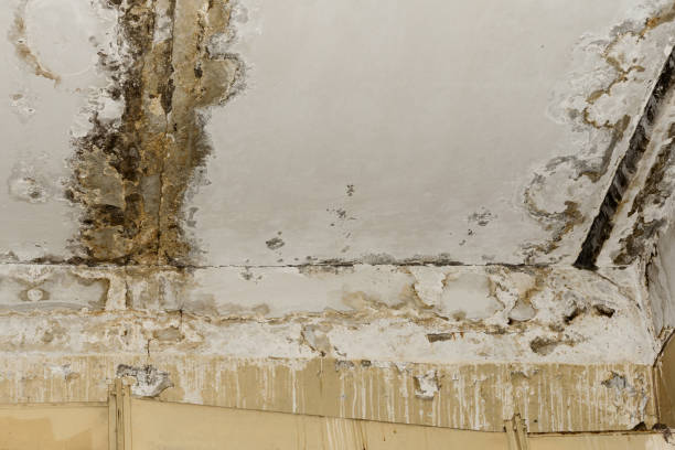 Best Flood Damage  in Ramona, CA