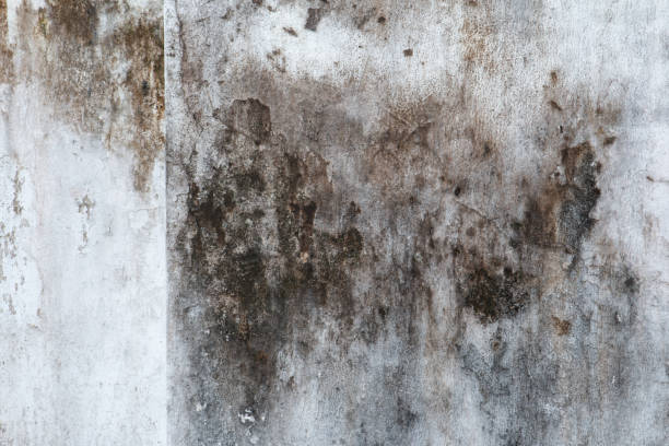 Best Attic Mold Removal  in Ramona, CA