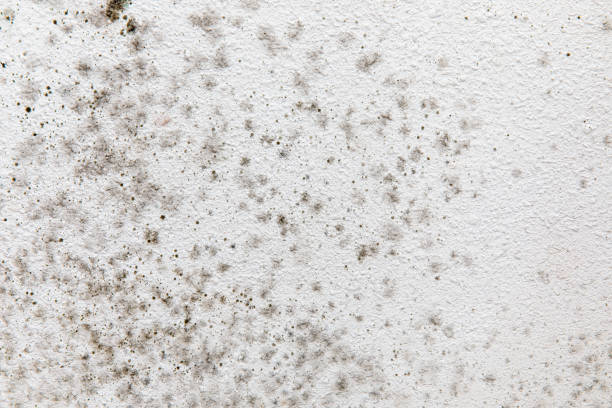 Best Environmental Consulting for Mold Prevention  in Ramona, CA
