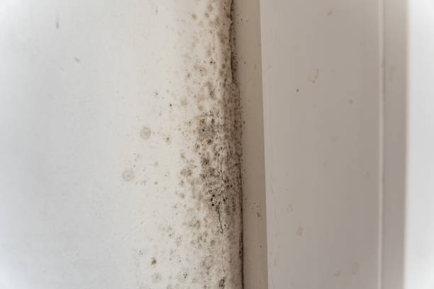 Best Mold Remediation for Healthcare Facilities  in Ramona, CA